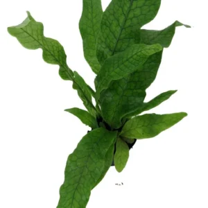 Crocodile Fern Plant - Microsorium Musifolium - Indoor Houseplant - 2.5 Inch Pot