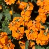 Crossandra Orange Marmalade Live Plant 4" Pot - Flowering Houseplant