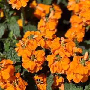 Crossandra Orange Marmalade Live Plant 4