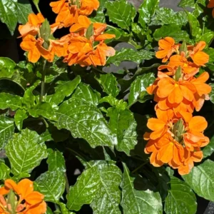 Crossandra Orange Marmalade Live Plant 4" Pot - Flowering Houseplant