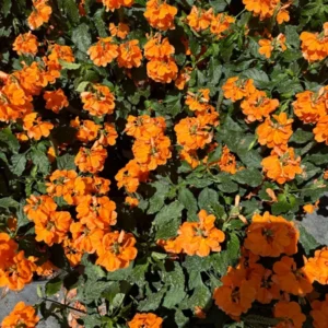 Crossandra Orange Marmalade Live Plant 4