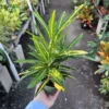 Croton Banana Plant - 4in Pot - Tropical Houseplant with Vibrant Leaves