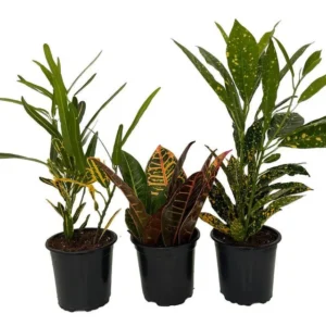 Croton Plant Assortment – 3 Live Shrubs in 4-Inch Pots, Vibrant Foliage