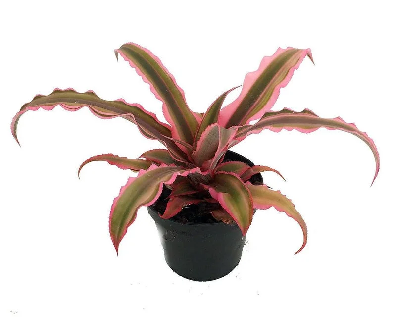 Cryptanthus Pink Earth Star Plant – 3 Inch Pot, Rosette Leaf Succulent Houseplant