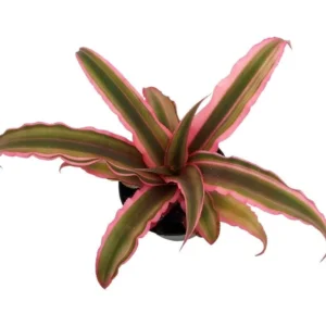 Cryptanthus Pink Earth Star Plant – 3 Inch Pot, Rosette Leaf Succulent Houseplant