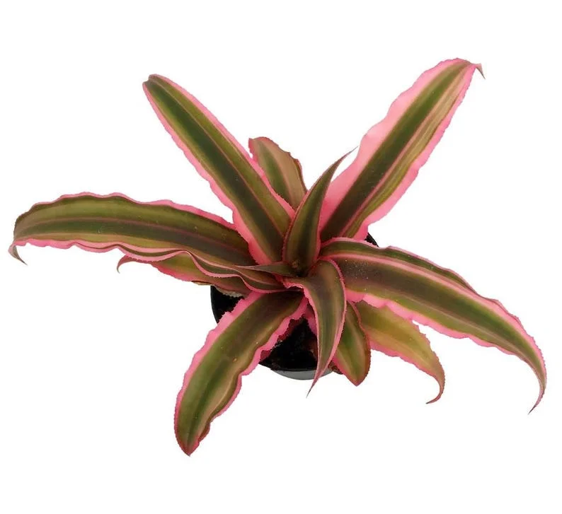 Cryptanthus Pink Earth Star Plant – 3 Inch Pot, Rosette Leaf Succulent Houseplant