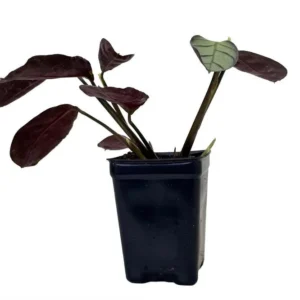 Ctenanthe Amagris – Never Never Peacock Plant – 2.5