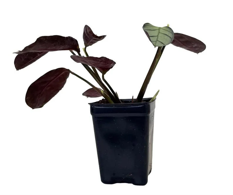 Ctenanthe Amagris – Never Never Peacock Plant – 2.5" Pot – Indoor Prayer Plant