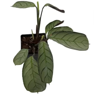 Ctenanthe Amagris – Never Never Peacock Plant – 2.5