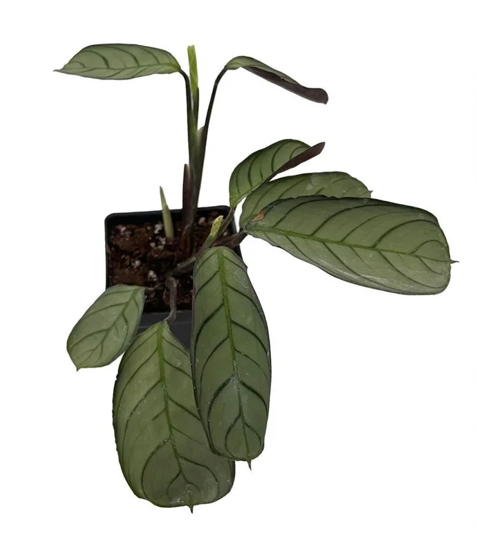 Ctenanthe Amagris – Never Never Peacock Plant – 2.5" Pot – Indoor Prayer Plant