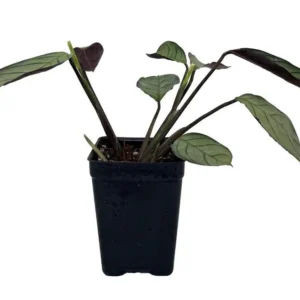 Ctenanthe Amagris – Never Never Peacock Plant – 2.5