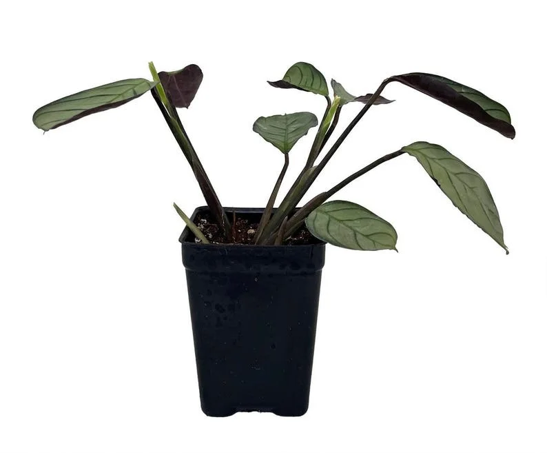 Ctenanthe Amagris – Never Never Peacock Plant – 2.5" Pot – Indoor Prayer Plant