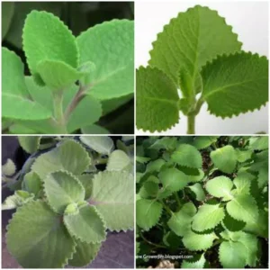 Cuban Oregano 2 Plants 5-7 Inches Mexican Mint Spanish Thyme Well Rooted