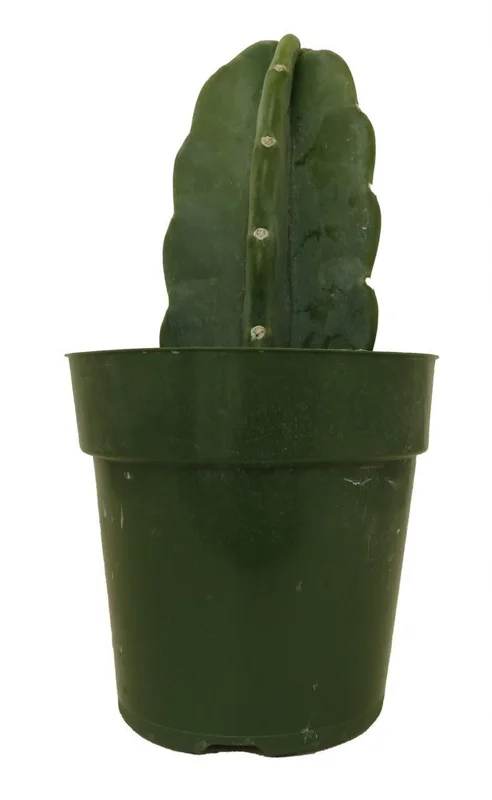 Cuddly Cactus – Cereus Jamacaru – 6 Inch Pot, Smooth & Drought-Tolerant
