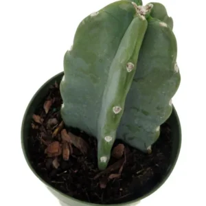 Cuddly Cactus – Cereus Jamacaru – 6 Inch Pot, Smooth & Drought-Tolerant