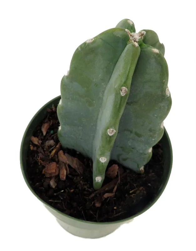 Cuddly Cactus – Cereus Jamacaru – 6 Inch Pot, Smooth & Drought-Tolerant