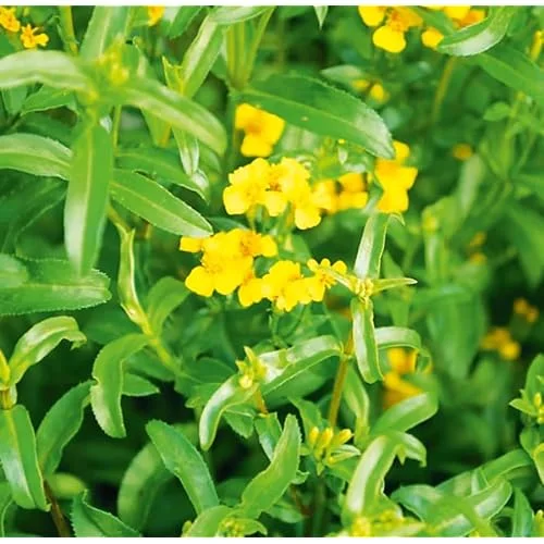 Culinary Tarragon Plants - Tagetes Lucida Mexican Tarragon Plants-Set of 4 - 4 to 9 Inches - Perennial Herb
