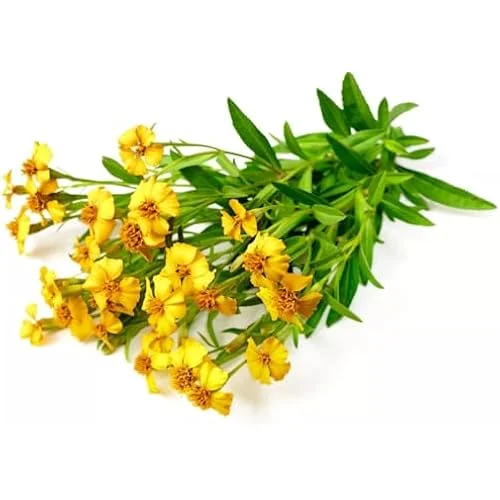 Culinary Tarragon Plants - Tagetes Lucida Mexican Tarragon Plants-Set of 4 - 4 to 9 Inches - Perennial Herb