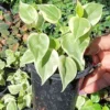 Cupid Peperomia Variegata Trailing Vine 4" Pot Live Plant Variegated