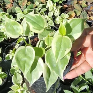 Cupid Peperomia Variegata Trailing Vine 4" Pot Live Plant Variegated