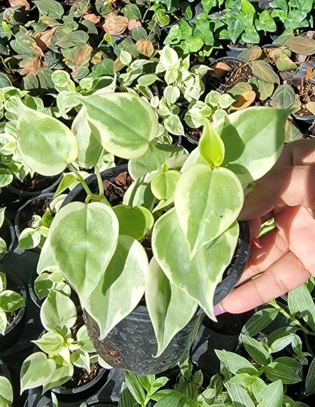 Cupid Peperomia Variegata Trailing Vine 4" Pot Live Plant Variegated