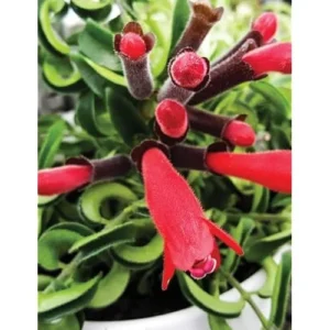 Curly Lipstick Plant 3" Pot Red Aeschynanthus Hanging Indoor Plant