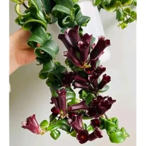 Curly Lipstick Plant 3