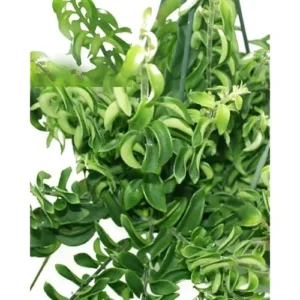 Curly Lipstick Plant 3