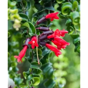 Curly Lipstick Plant 3