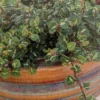 Curly Variegated Creeping Fig - 2.5" Pot - Ficus pumila - Indoor, Terrarium, Topiary