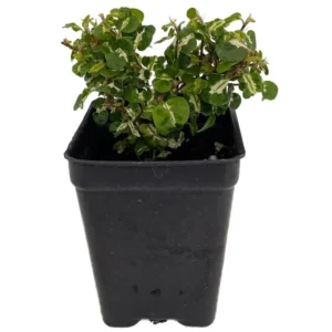 Curly Variegated Creeping Fig - 2.5