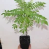 Curry Leaf Tree 18" Tall Organic Murraya Koenigii Fruiting Sweet Neem