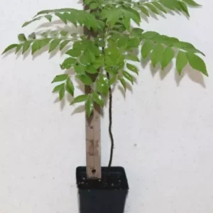 Curry Leaf Tree 18" Tall Organic Murraya Koenigii Fruiting Sweet Neem