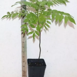 Curry Leaf Tree 18