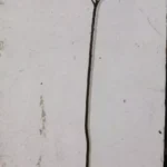 Curry Leaf Tree 4' Tall Organic Murraya Koenigii Fruiting Sweet Neem