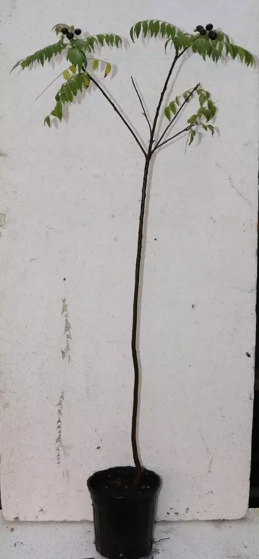 Curry Leaf Tree 4' Tall Organic Murraya Koenigii Fruiting Sweet Neem