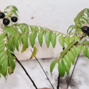 Curry Leaf Tree 4' Tall Organic Murraya Koenigii Fruiting Sweet Neem