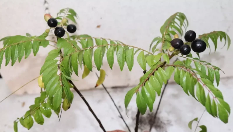 Curry Leaf Tree 4' Tall Organic Murraya Koenigii Fruiting Sweet Neem