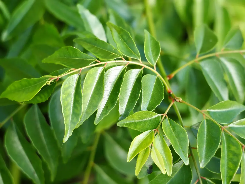 Curry Leaf Plant