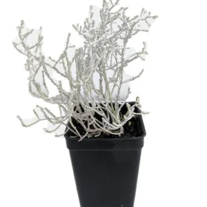 Cushion Bush Leucophyta brownii – 2.5