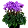 Cyclamen Dragon Blue Live Plant 4"Pot for Planting Annual Flowering House Plants