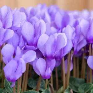 Cyclamen Dragon Blue Live Plant 4