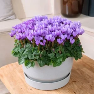 Cyclamen Dragon Blue Live Plant 4