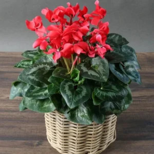 Cyclamen Red Live Plant 4"Pot for Planting Annual Flowering House Plants Garden