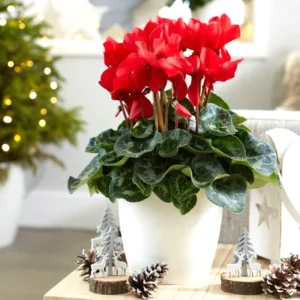 Cyclamen Red Live Plant 4