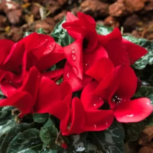 Cyclamen Red Live Plant 4