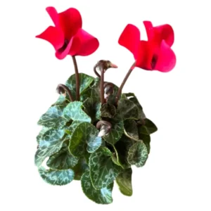 Cyclamen Red Live Plant 4