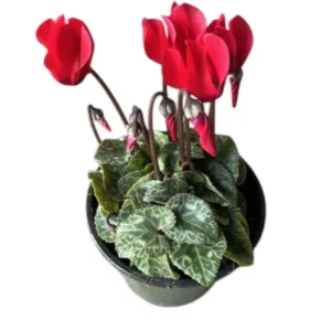 Cyclamen Red Live Plant 4