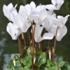 Cyclamen White Live Plant4"Pot for Planting Annual Flowering House Plants Garden