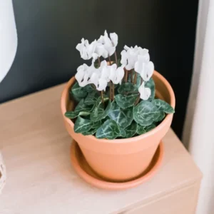 Cyclamen White Live Plant4"Pot for Planting Annual Flowering House Plants Garden